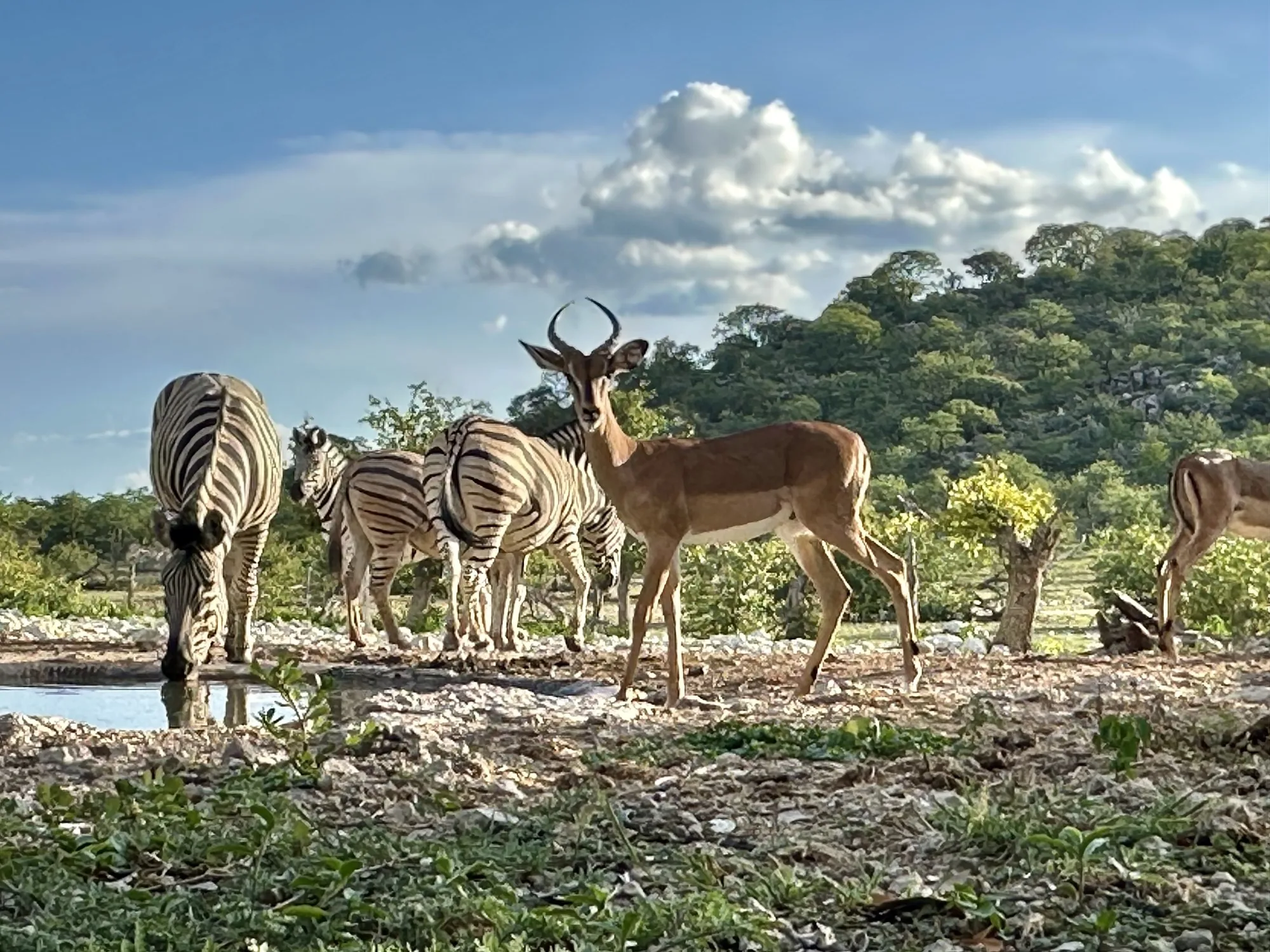 Zebras and antelopes at a waterhole, supplied for the Etosha chapter