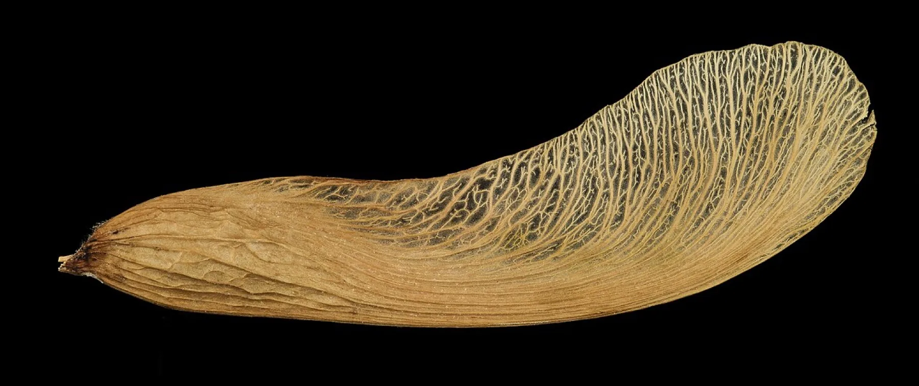 Silver maple samara